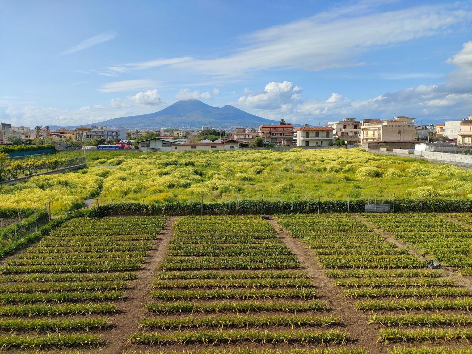 Appartement Lilla Housing à Castellammare di Stabia Extérieur photo
